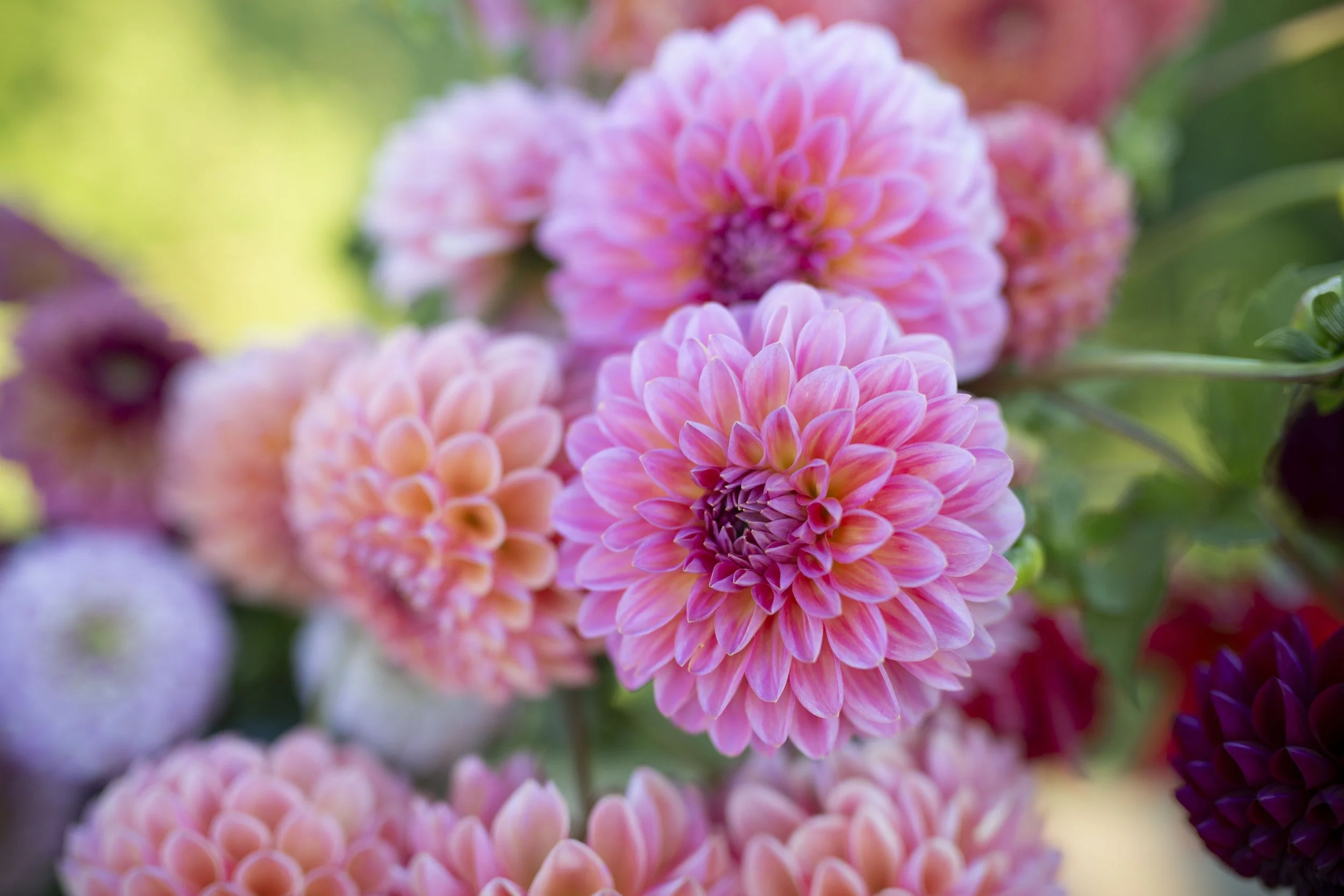 Jenny Creek Flowers - Beautiful Cut Flowers & Dahlia Tubers